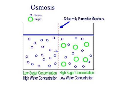 10 Contoh Kegunaan Osmosis Dalam Kehidupan Sehari-hari